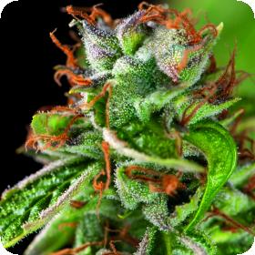 Double Oge Haze Jpg